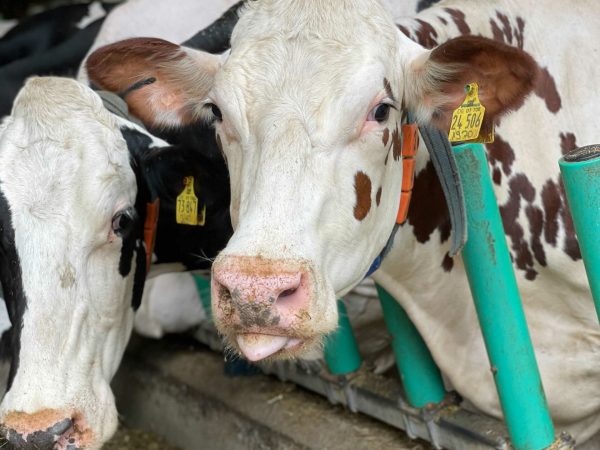 Danfoss Drives Lösungen für mehr Tierwohl im Kuhstall